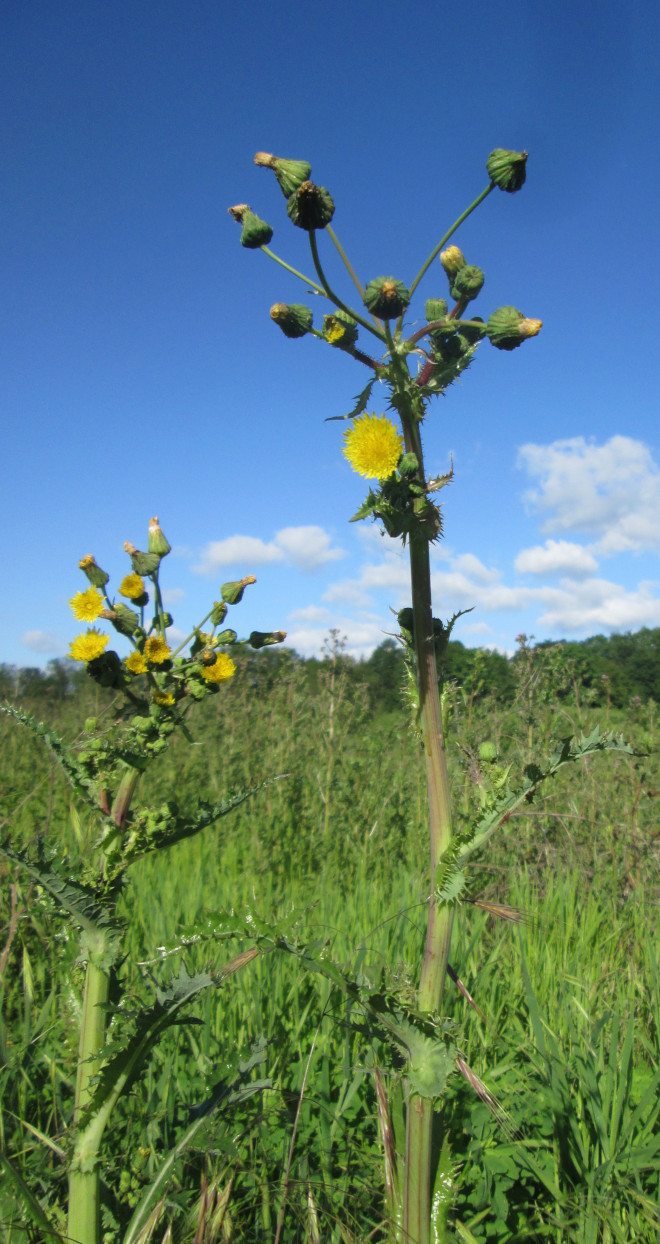 FuD.WE.PIC. - Il progetto