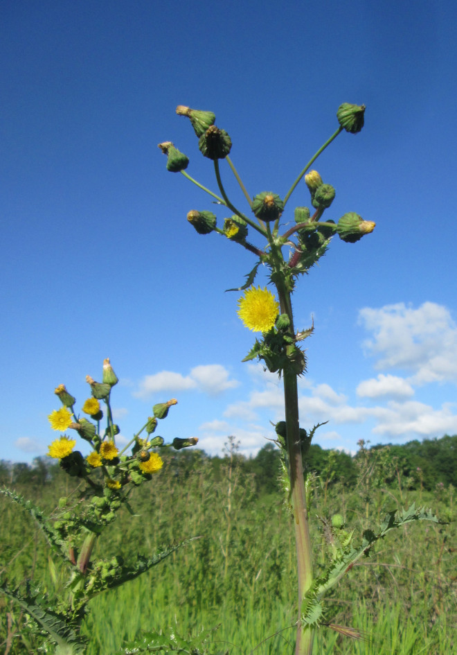 FuD.WE.PIC. - Il progetto